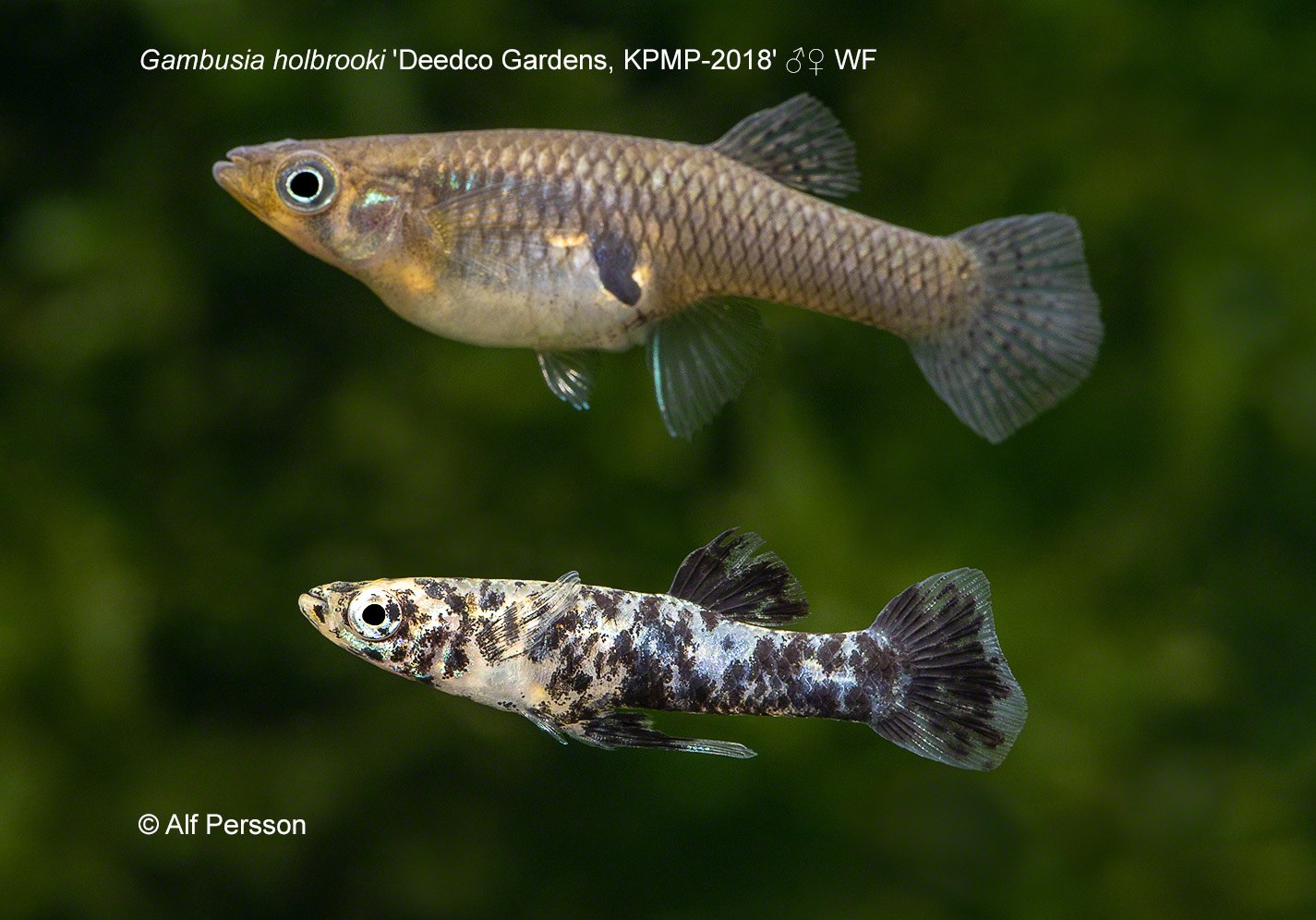 breeding type 5 gonopodium legend